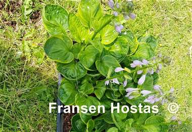 Hosta Pinners